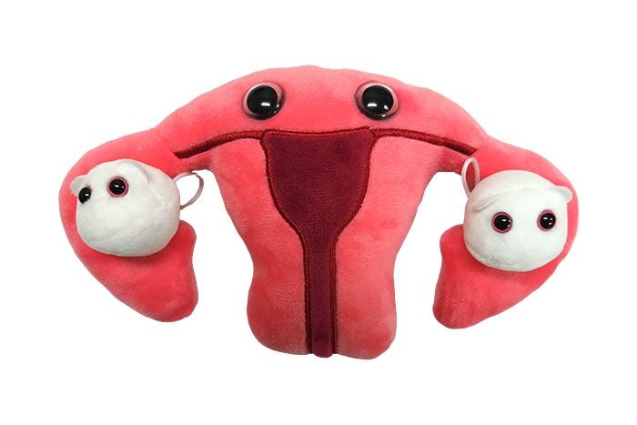 Uterus Organ